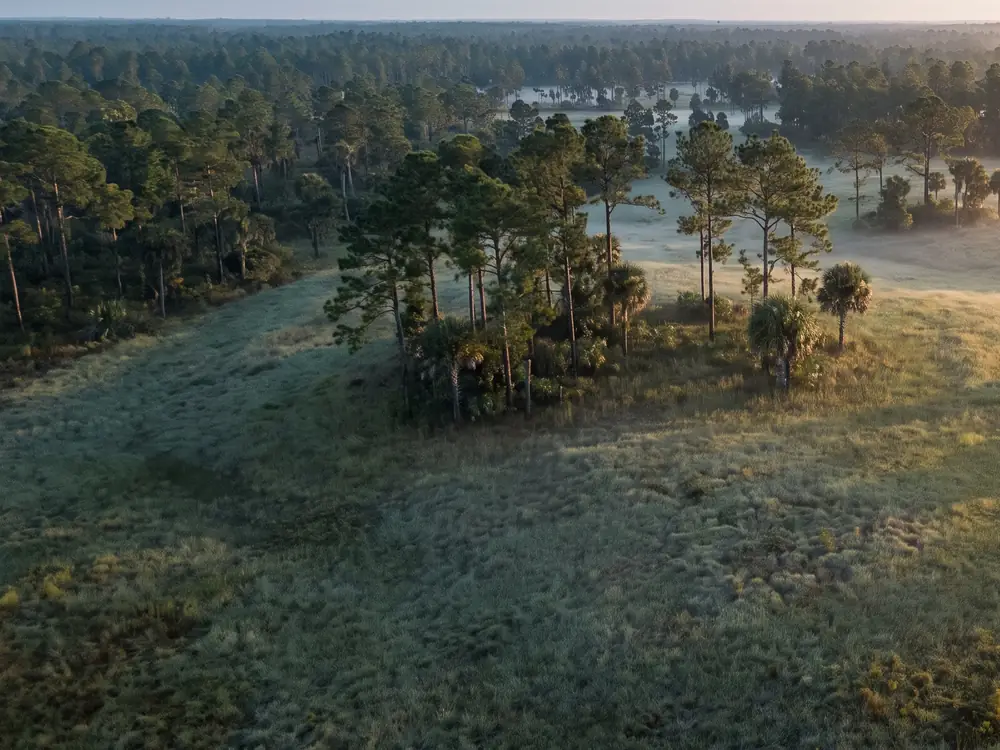Tall pines and open grass at the edge of a meadow