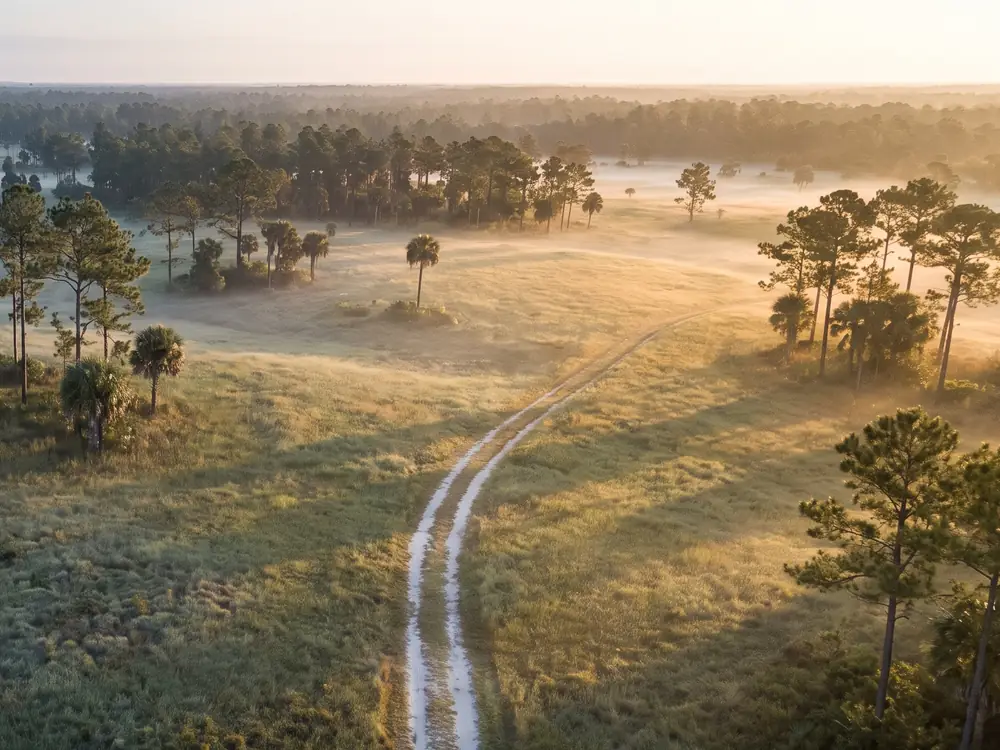 Morning light over open pasture and pine woods